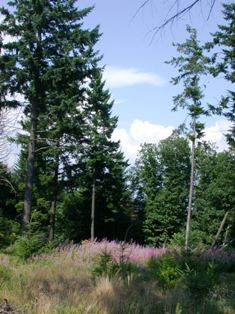 La filière bois en france